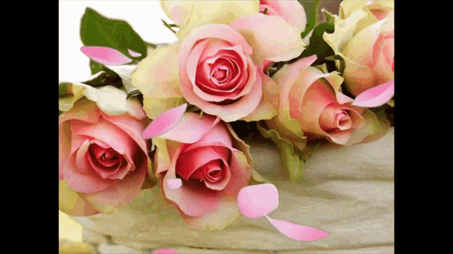 Rose Roses GIF - Rose Roses Rose Petal GIFs