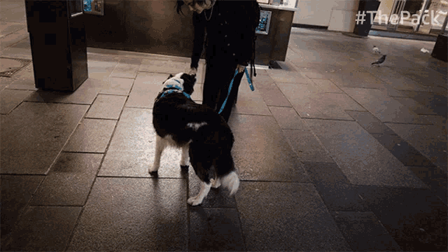 a woman walking a dog on a leash with the hashtag #thepack on the bottom