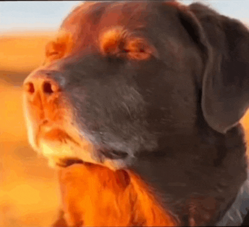 a close up of a dog 's face with a blurred background