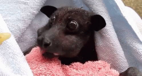 Cute Bat Shocked Bat GIF - Cute Bat Shocked Bat Bat GIFs