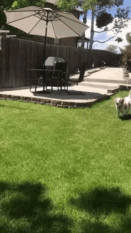 a dog is running in the grass in front of a table and chairs under a large umbrella