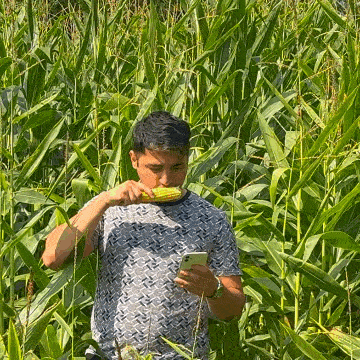 a man is eating corn on the cob while holding a cell phone