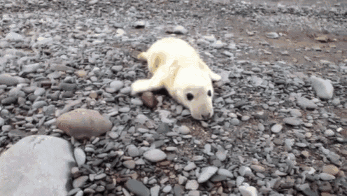 It'S Coming! GIF - Animals Seals Pup GIFs
