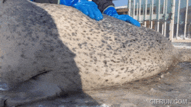 a seal is being examined by a person wearing blue gloves and the website gifrun.com is visible in the corner