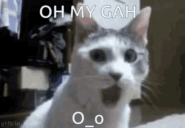 Oh My Gah Cat GIF - Oh My Gah Cat Helpidk GIFs