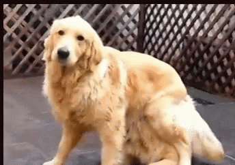Dogs Surprise GIF - Dogs Surprise Hiding GIFs