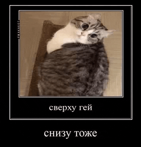 a cat is sitting on a rug and looking at the camera in a frame .
