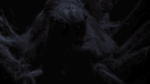 a close up of a spider in the dark with glowing eyes