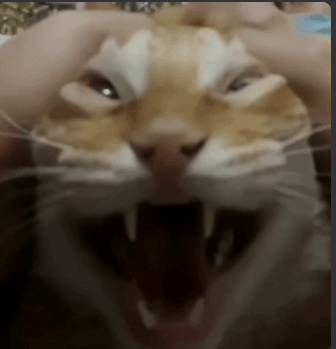 a close up of a cat 's face with its mouth wide open