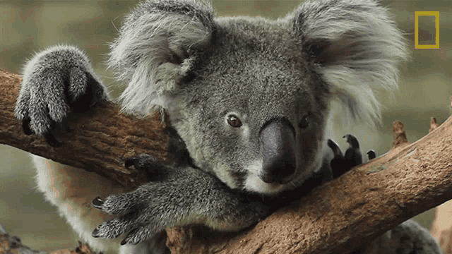 Head Down Koalas101 GIF - Head Down Koalas101 Sad GIFs
