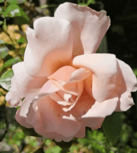 a close up of a pink flower with green leaves in the background