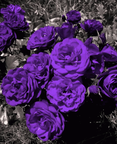 цвет розы GIF - цвет розы любовь GIFs