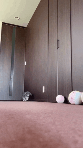 a rabbit is playing with balls on the floor in a room