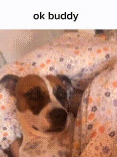 a brown and white dog laying on a bed with the words ok buddy below it