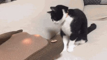 Cat Hypnotized GIF - Cat Hypnotized Lights GIFs