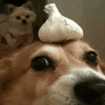 a dog with a garlic on top of its head .