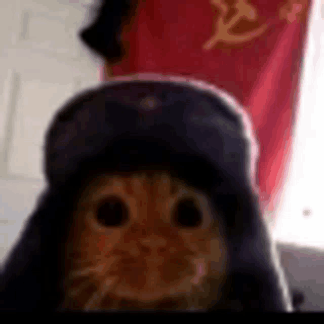 a close up of a cat wearing a hat