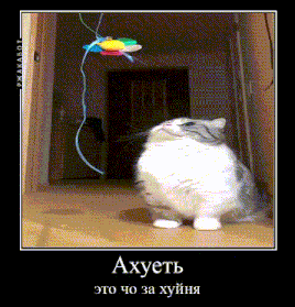 a cat is playing with a toy in a hallway in russian