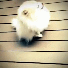 White Pomeranian Butt Scoot GIF - White Pomeranian Pomeranian Butt Scoot GIFs
