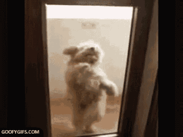a dog is standing in front of a mirror .