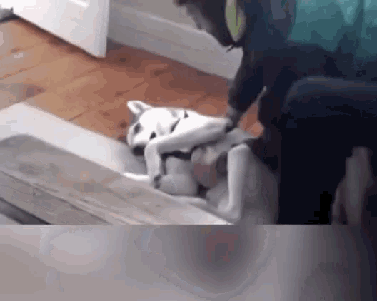 Dogs No GIF - Dogs No Stubborn GIFs