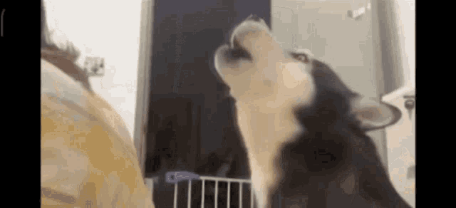 a dog is standing in a room with its mouth open and looking up .