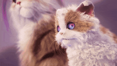 a brown and white cat with blue eyes
