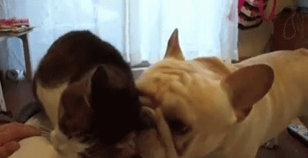 Lick Cats GIF - Lick Cats Dogs GIFs
