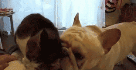 a dog and a cat are laying next to each other on a table .