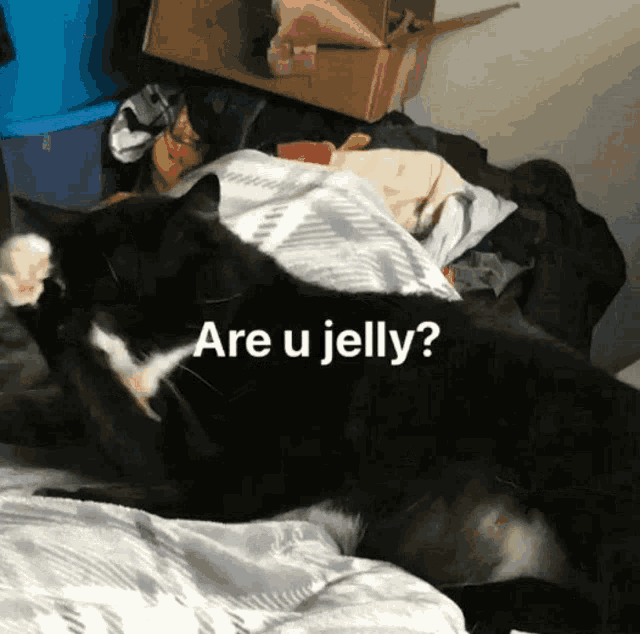 a black and white cat laying on a bed with the words " are u jelly " written above it