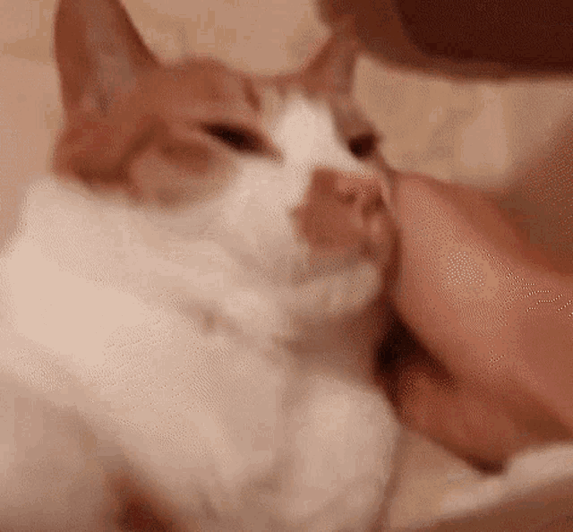a person is petting a brown and white cat 's face
