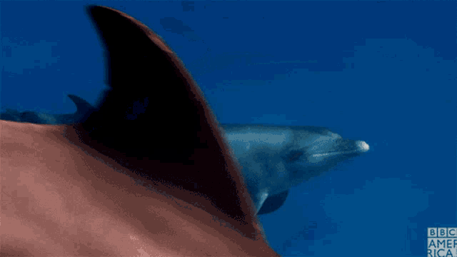 a dolphin is swimming in the ocean with bbc america written on the bottom of the image