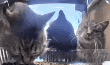 two cats are looking at each other in a mirror while eating food from a bowl .