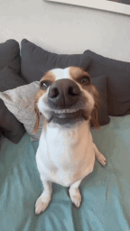 Beagle Dog GIF - Beagle Dog Smile GIFs