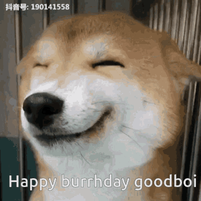 Happy Goodboi GIF - Happy Goodboi GIFs
