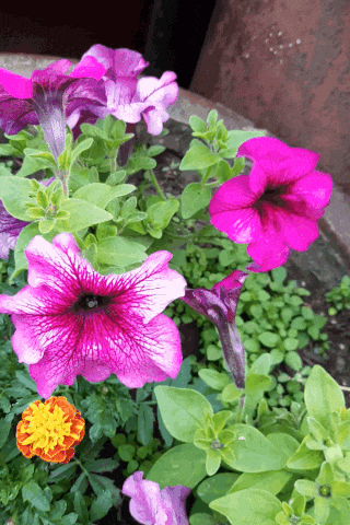 a purple flower with a yellow center is surrounded by green leaves