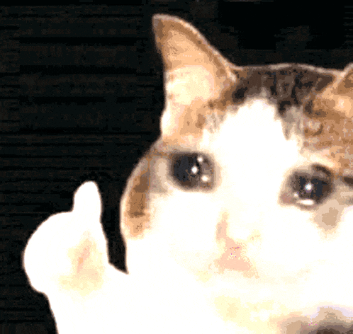 a cat is giving a thumbs up and looking at the camera