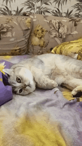 a cat is laying on its back on a couch
