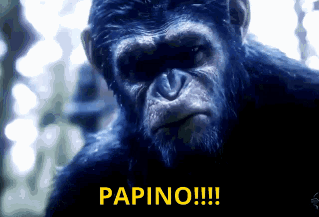 Papino GIF - Papino GIFs