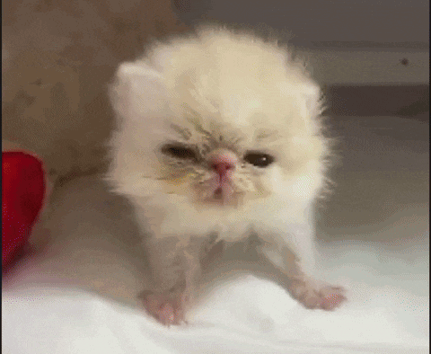 a small white kitten is looking at the camera