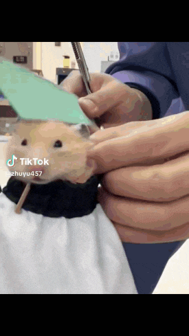 a person is holding a hamster with a stick in its mouth and a tiktok watermark