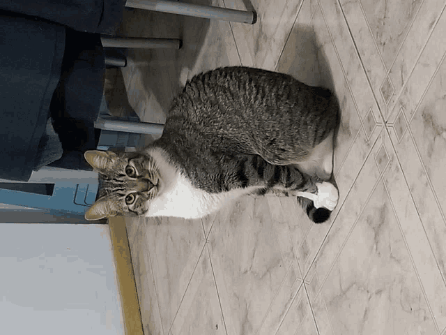 a cat is laying on a tiled floor and looking at the camera
