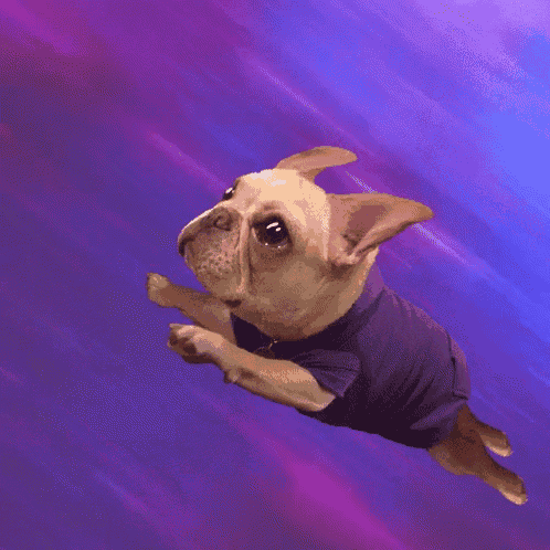 a small dog wearing a purple shirt is jumping in the air