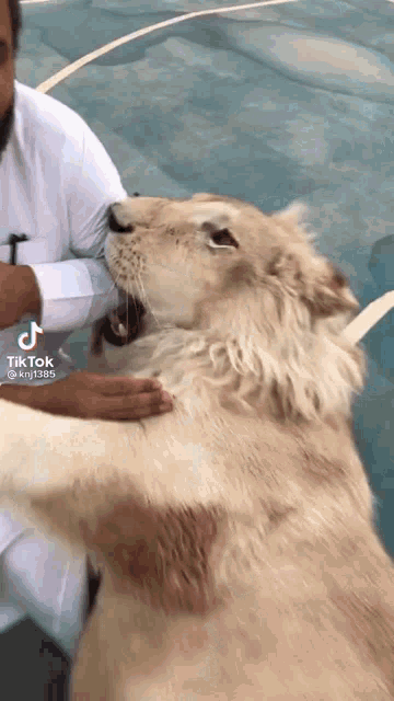 a man petting a lion with a tik tok sticker on the bottom