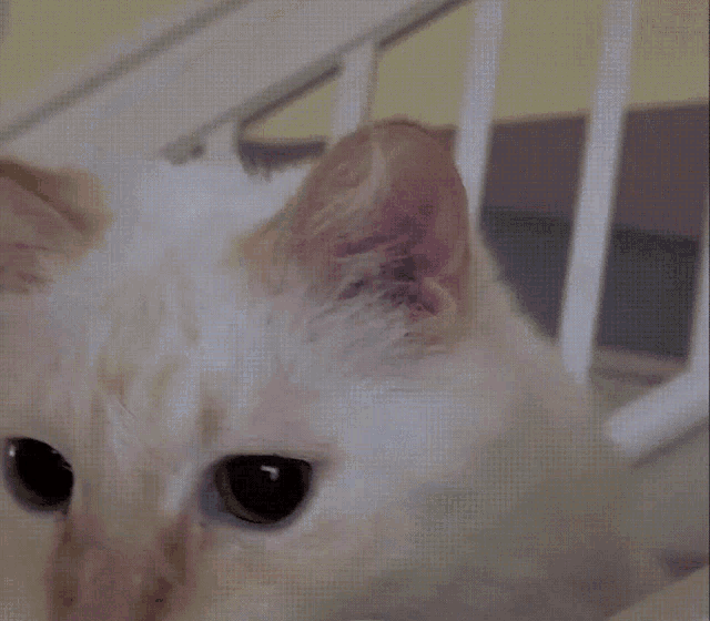 Baby Kitty Cat Paw GIF - Baby Kitty Cat Paw Cat Swipe GIFs