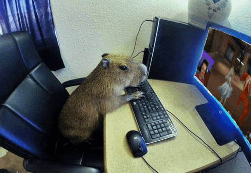 a capybara sits at a desk with a hp computer