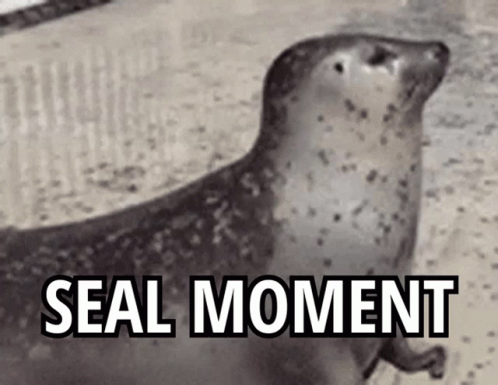 Seal Seal Moment GIF - Seal Seal Moment GIFs