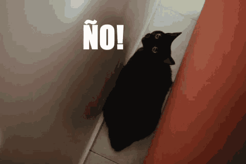 a black cat sitting next to a red couch with the words no written above it