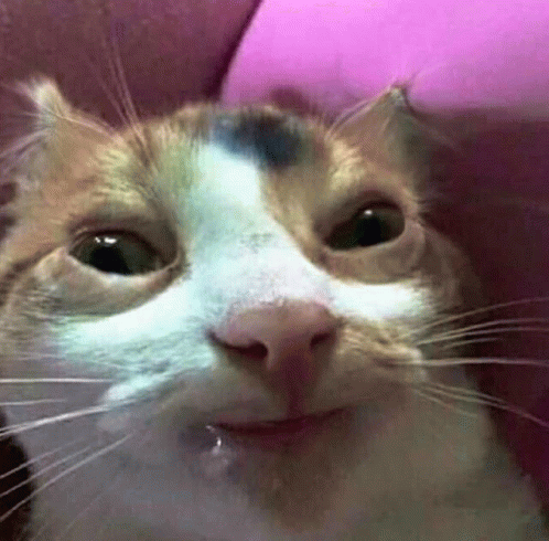Cat Drool GIF - Cat Drool Ugly - Discover & Share GIFs