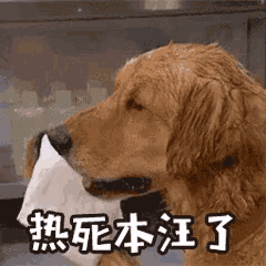 a dog is holding a piece of paper in its mouth with chinese writing on it .